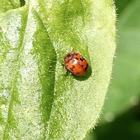 24-spot ladybird